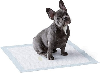 Best Way to Clean Pet Urine from Carpet