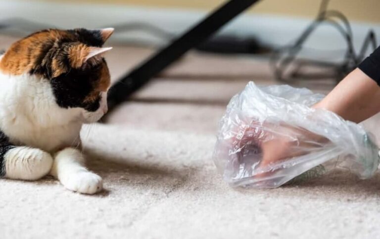 Learn how to effectively remove pet poop stains from your carpet with proven techniques.