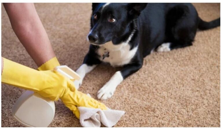 How to Remove Pet Smell from Carpet: The Ultimate Guide