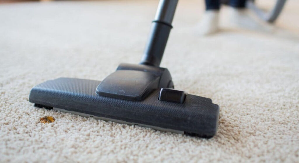 can carpet cleaning kill fleas